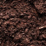 organic soil