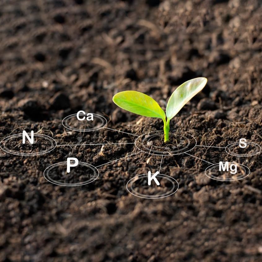 Nutrients and Boosters