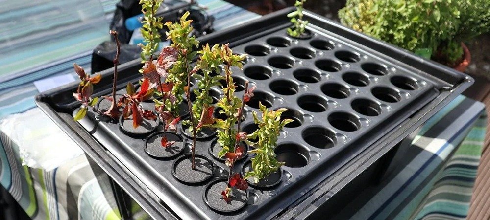 Aeroponic Propagators