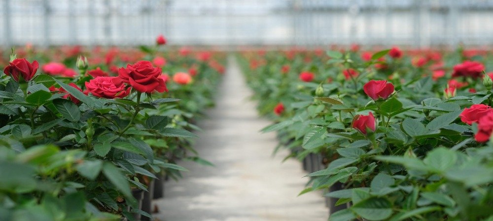 Flower Boosters