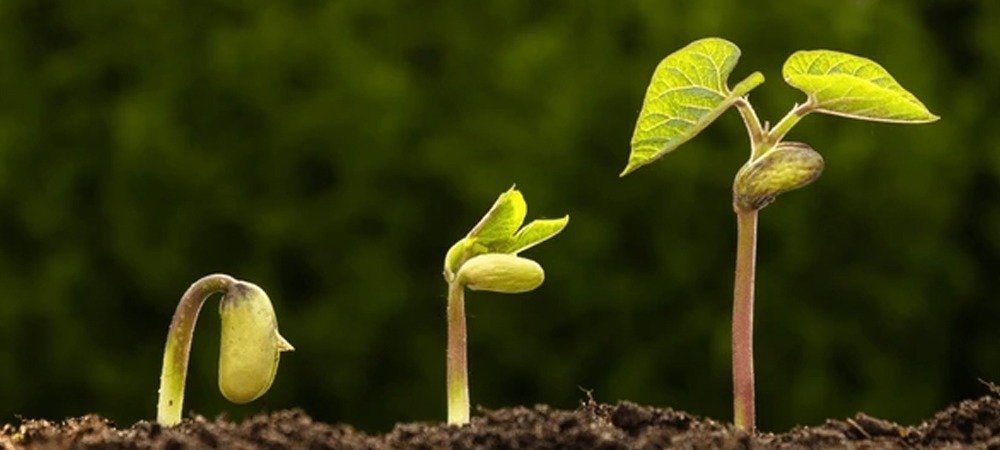 Growth Boosters