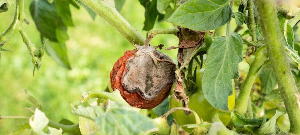 Leaf & Flower Mold / Rot Control