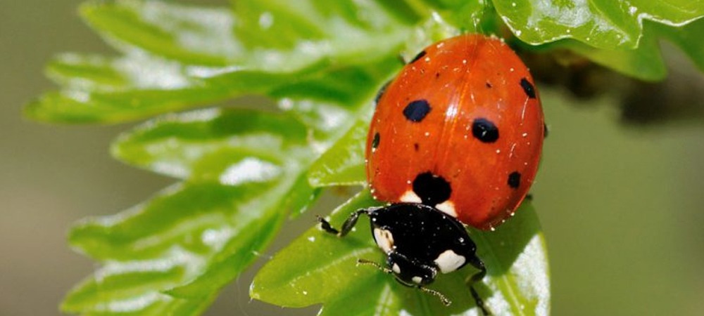 Live Predators – Biological Pest Control