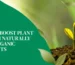 Organic Nutrients