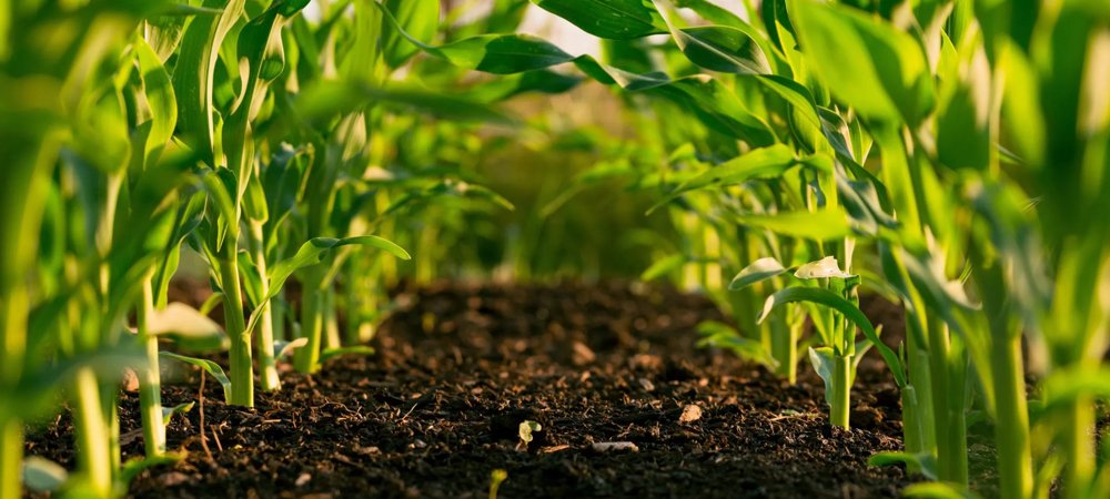Organic Nutrients