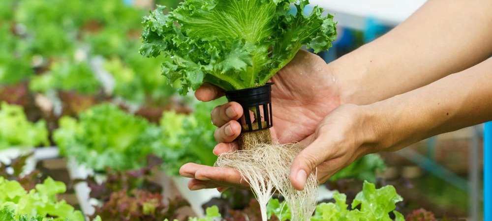 Root Disease Control