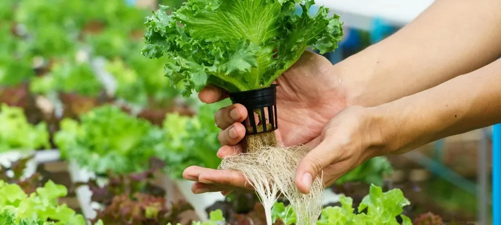 Root Disease Control