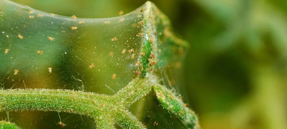 Spider Mite Control
