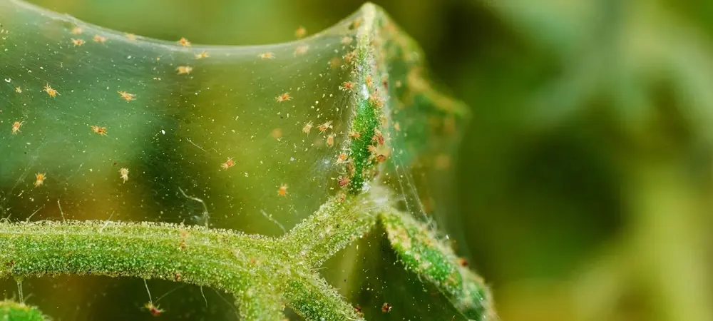 Spider Mite Control