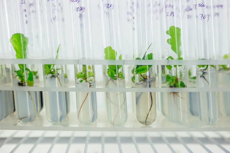 Propagation Nutrients