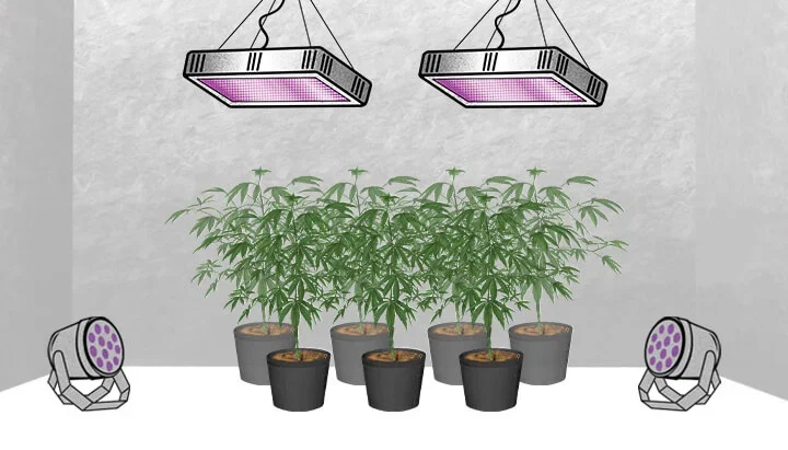 UV grow light setup above cannabis canopy in flowering stage