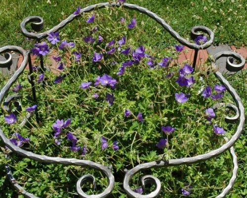 Plant Support Web Images